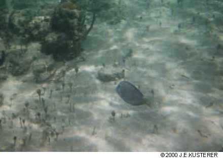 bluefish