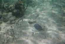bluefish