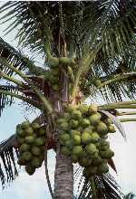 coconutsv