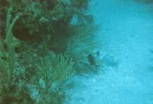 tdivebluefish