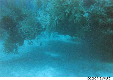 tdiveunderreef