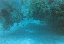 tdiveunderreef