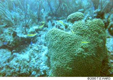 tdiveyellowfish