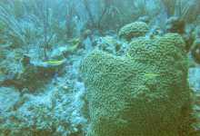 tdiveyelowfish