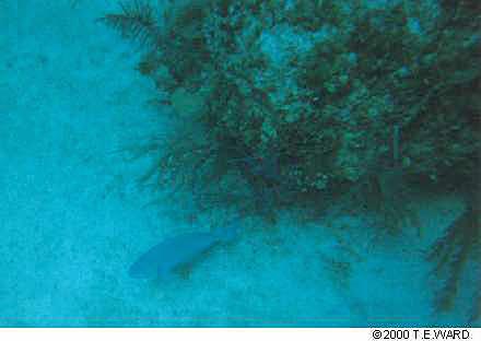 tdivefishonbottom