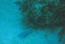 tdivefishonbottom