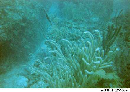 tdivefingercoral