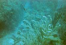 tdivefingercoral