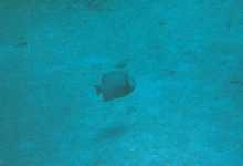 tdivefatfish