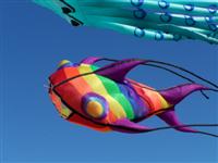 Kite