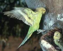 Budgerigar