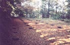 Sanctuar (1)