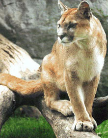 Puma