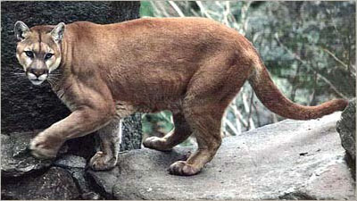 puma