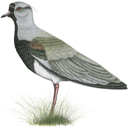Queltehue,Treile o Tero-Tero - Belonopterus chilensis