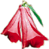 Copihue, Chilean National Flower