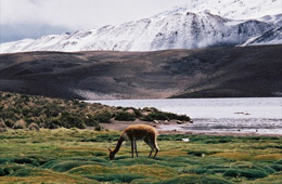 parque nacional lauca