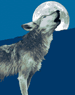 Lobo saludando la Luna