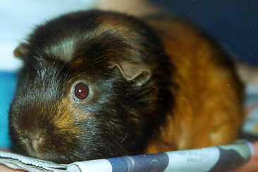Orange the Pig
