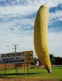 The BIG banana