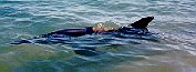 dolphin swimming past