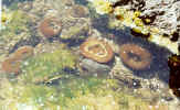 tidepool_closeup.jpg (32577 bytes)