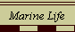  Marine Life 