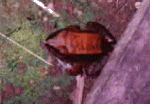 toad