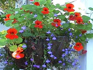 Vivs Garden