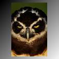 bird3.jpg (3104 bytes)