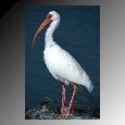 bird4.jpg (2720 bytes)