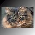 cat5.jpg (3711 bytes)