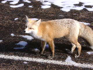 Fox, near Brainard Lake