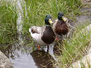Mallards, Cub Lake, Rocky Mountain National Park