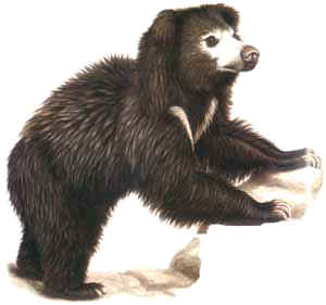 bezudo