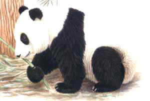 panda