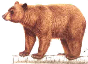 pardo