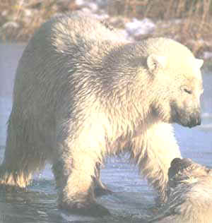 polar
