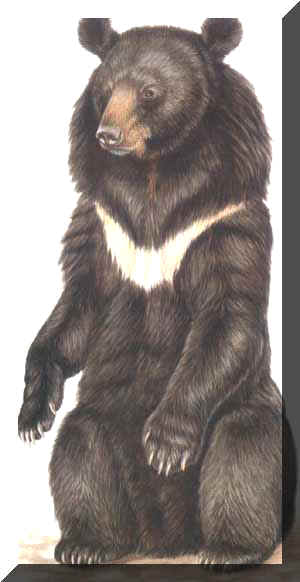 tibetano