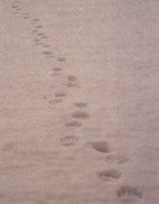 Rastro en la nieve