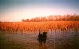 My Lab Rocky