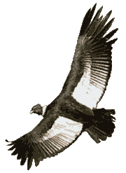 PLAN DE VUELO CNDOR
