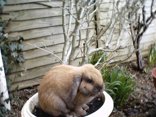 Bunz2.jpg - 29628 Bytes
