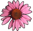 flower3.gif - 5455 Bytes