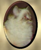 polo2.jpg - 6621 Bytes
