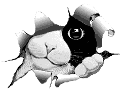 cat_eye.gif (6702 bytes)