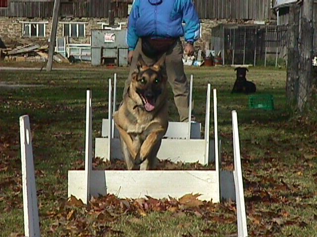 Tasha_flyball.jpg (22775 bytes)