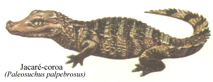 JCjacarecoroa.jpg (32019 bytes)