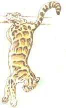 ACROBATA.jpg (4534 bytes)