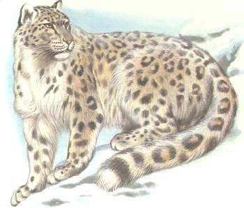 LEO.jpg (17492 bytes)